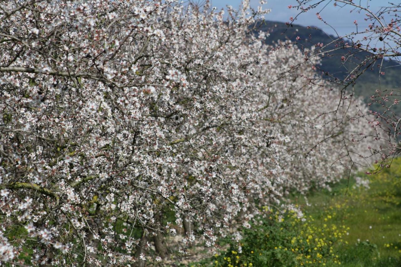 108 Finca Son Morey Tarongers Etv14340 By Mallorca Charme Can Picafort  Extérieur photo